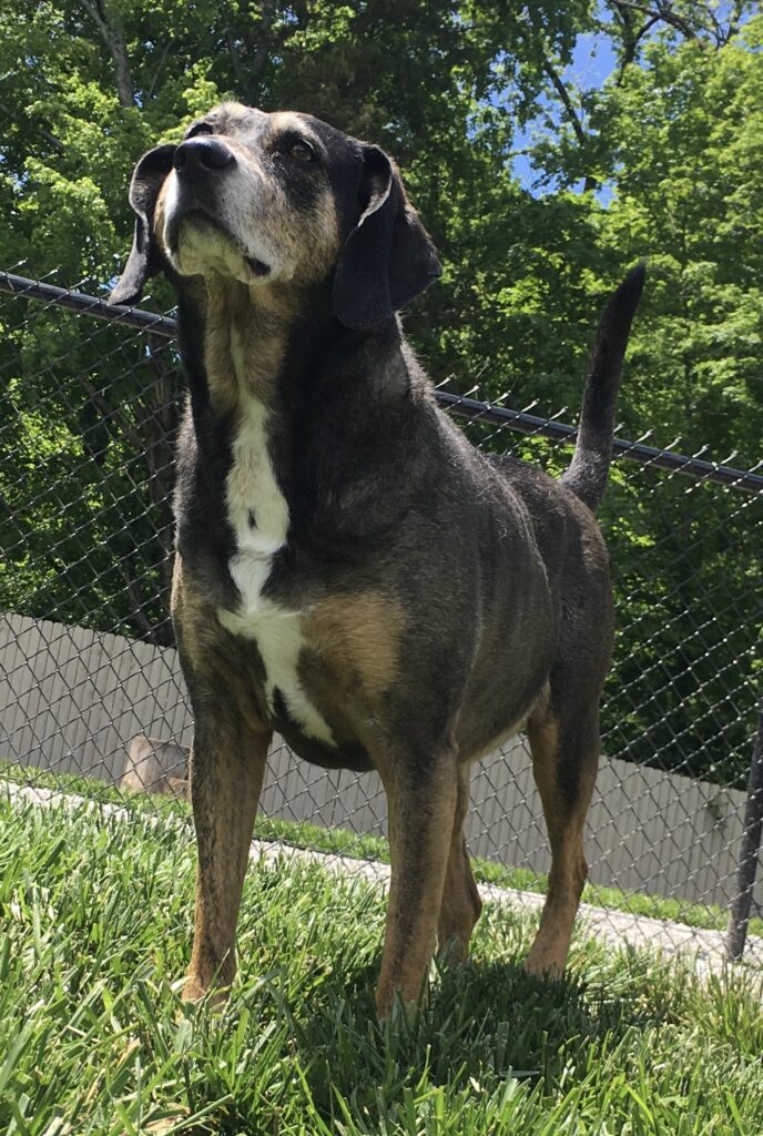 Sasha in backyard