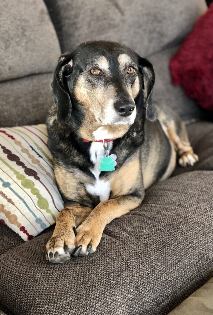 Sasha on couch