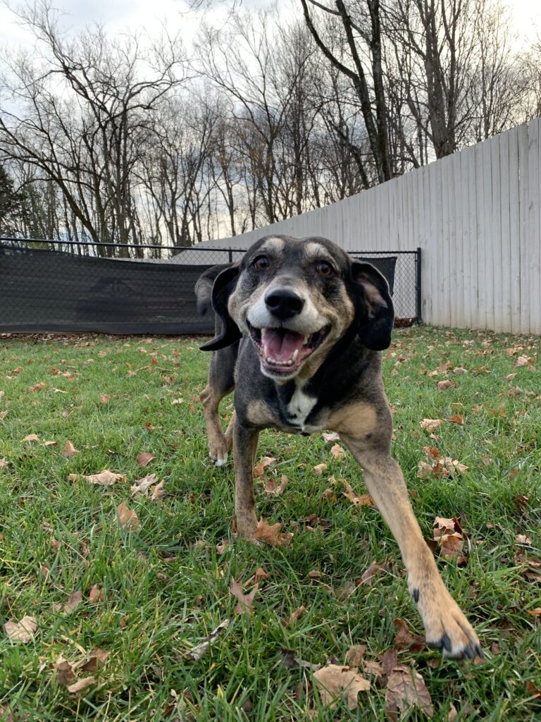 Sasha running towards