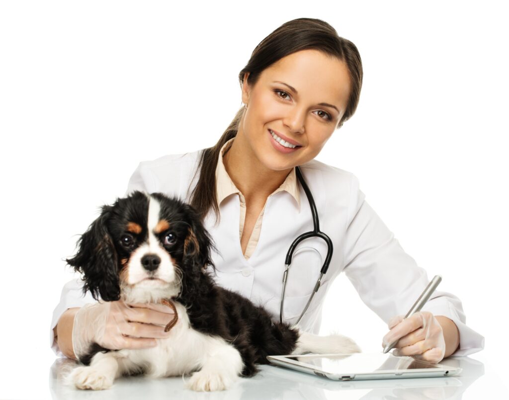 Young positive brunette veterinary woman with spaniel taking notes on tablet pc