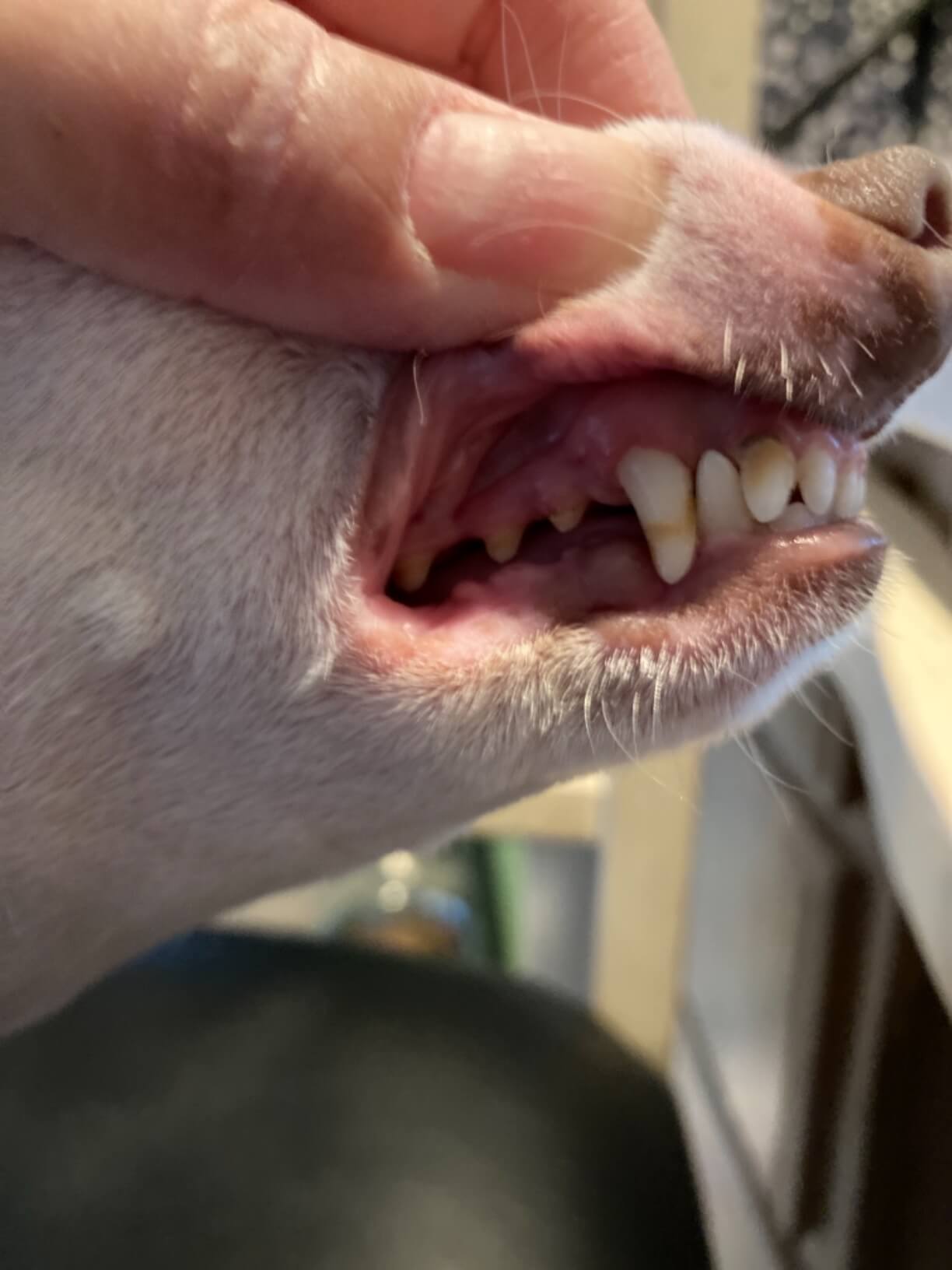 PetSilver Teeth & Gum Spray testimonial 2