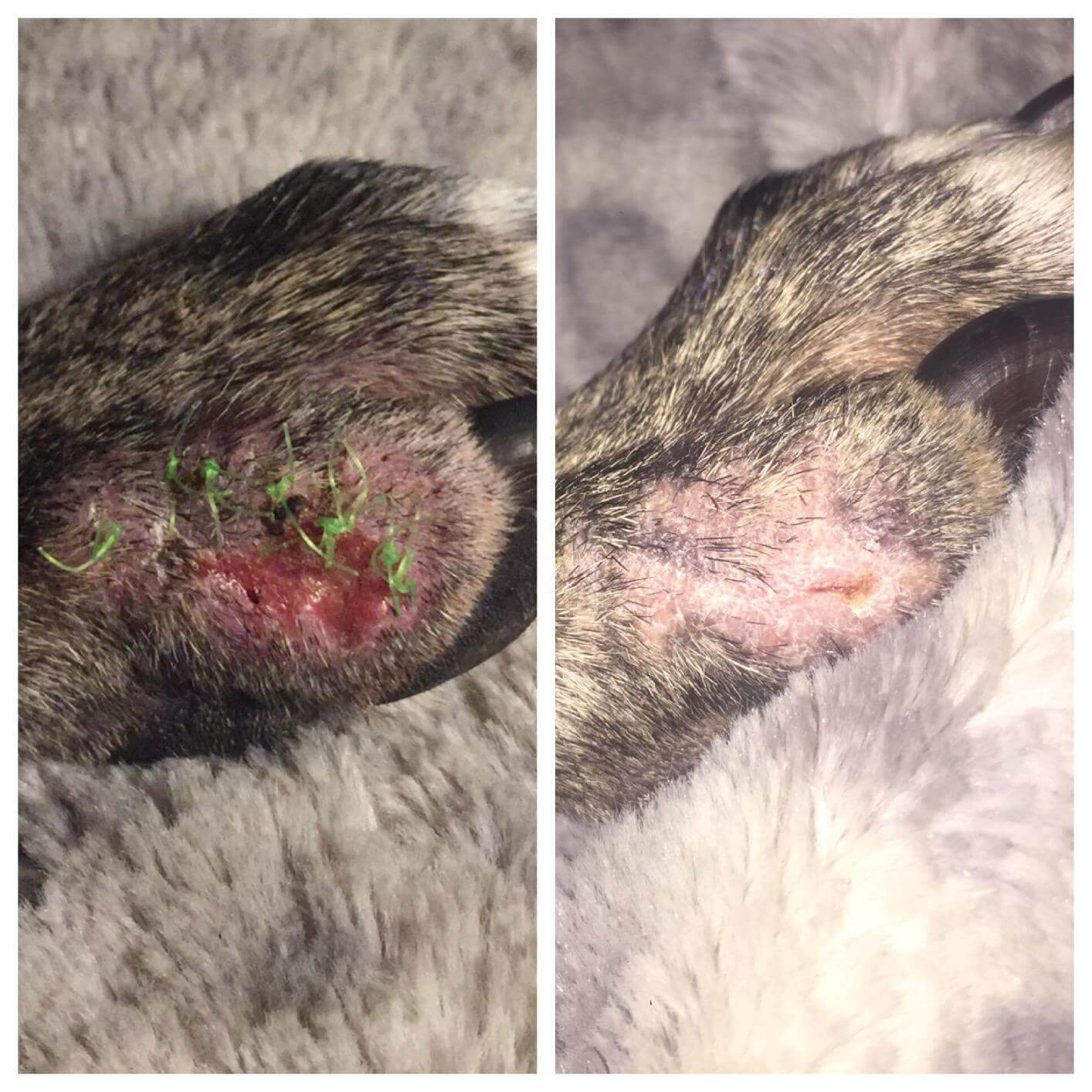 PetSilver Wound & Skin Spray testimonial